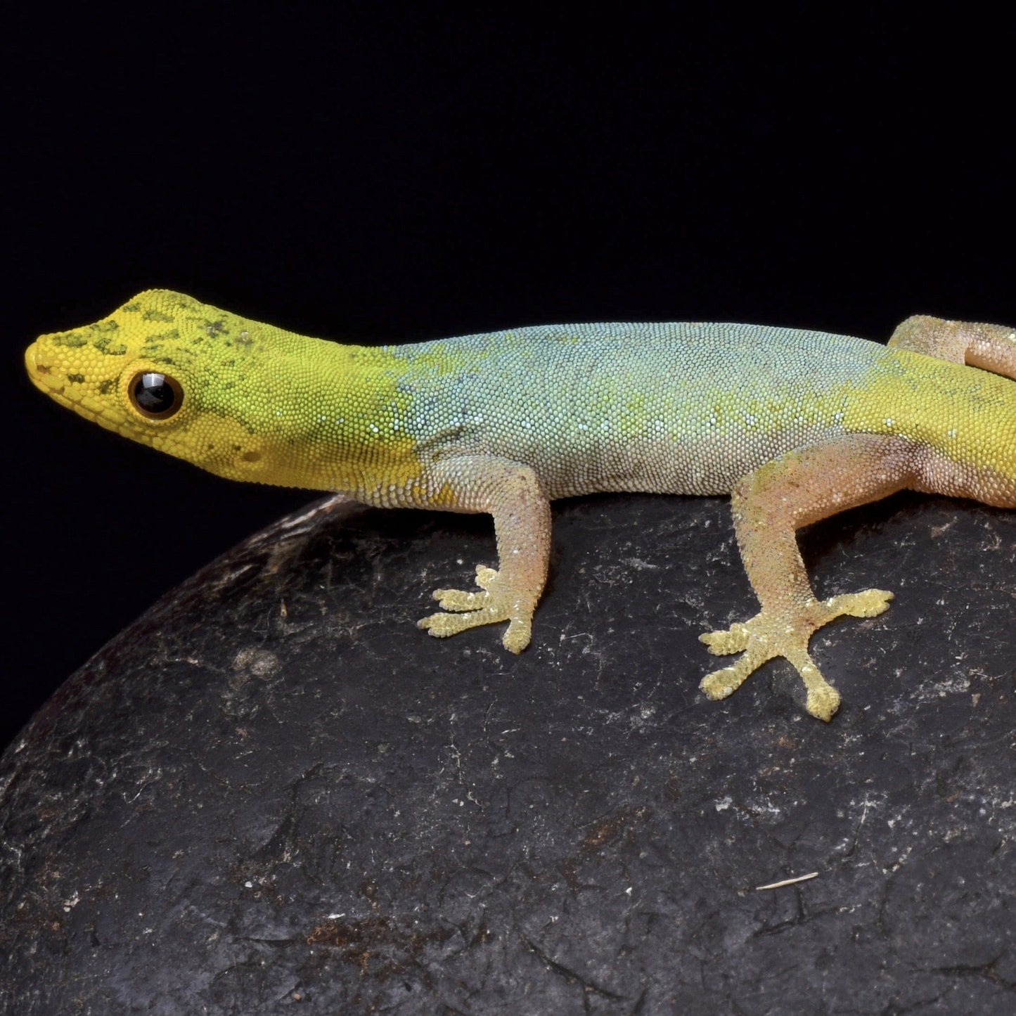 Ameroon Dwarf Gecko