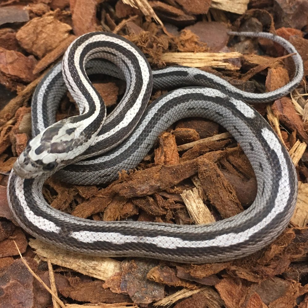 Anery Motley Stripe Corn Snake