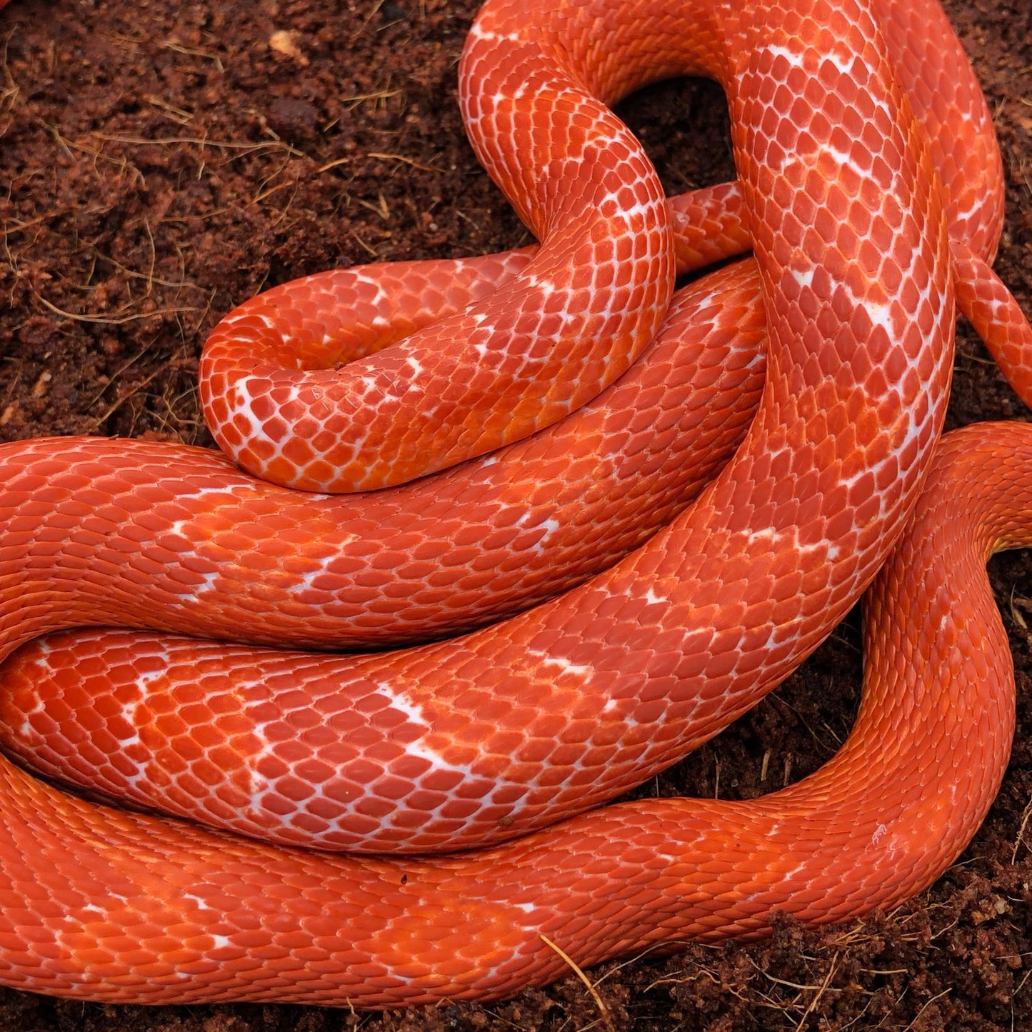 Amel Bloodred Corn Snake