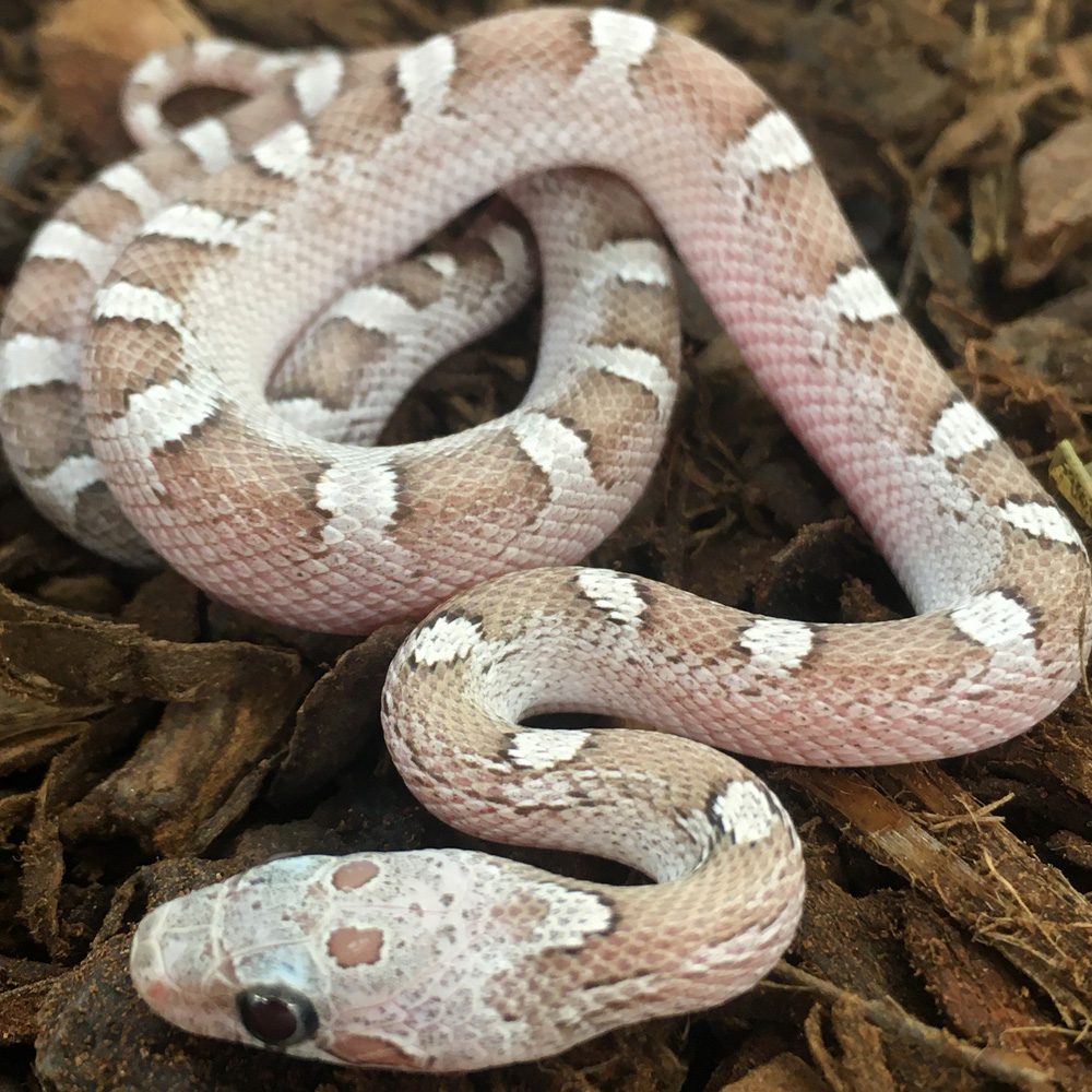 Hypo Pewter Corn Snake