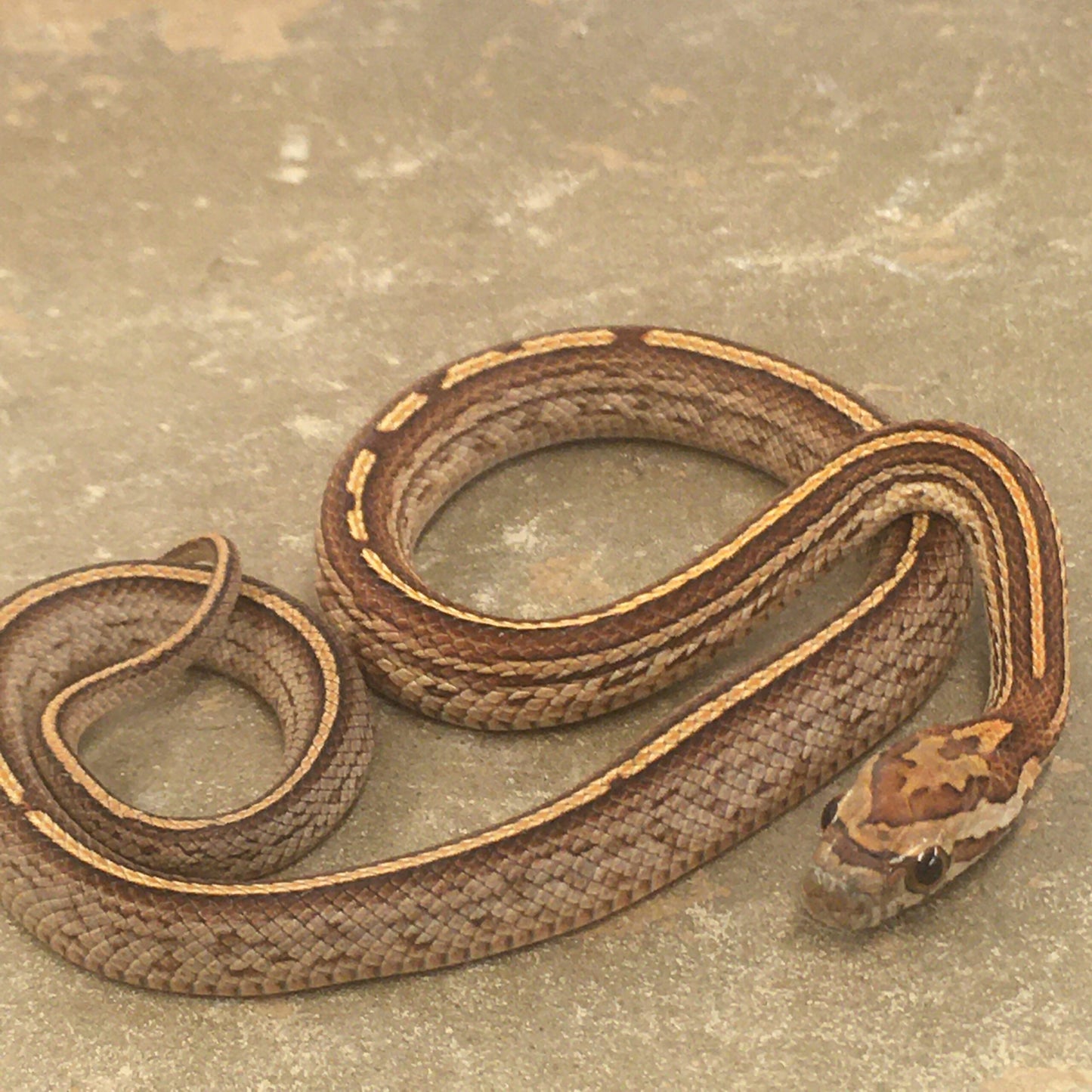 Corn Snake