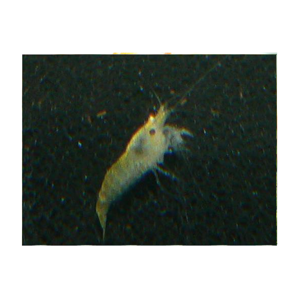Yellow Fire Shrimp