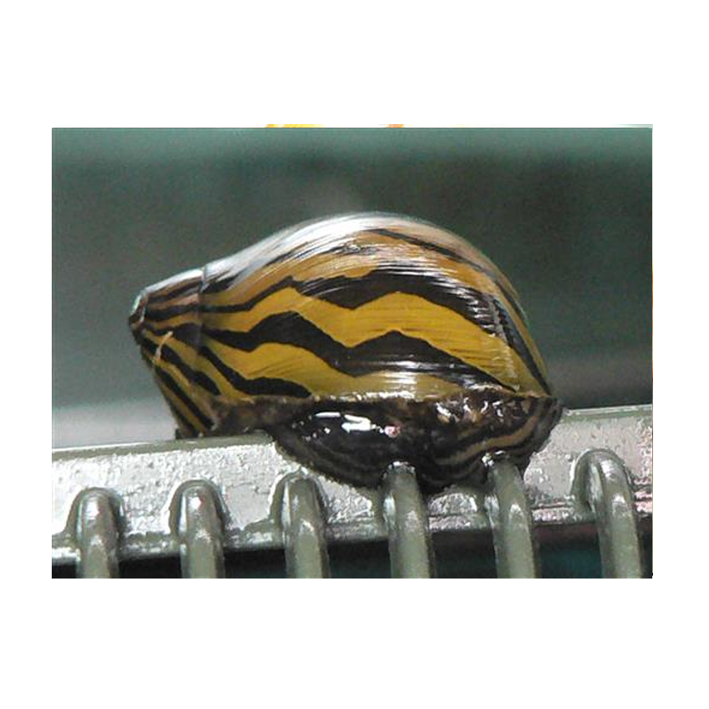Zebra Dwarf Snail