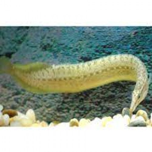 Barred Spiny EEL 4-5"