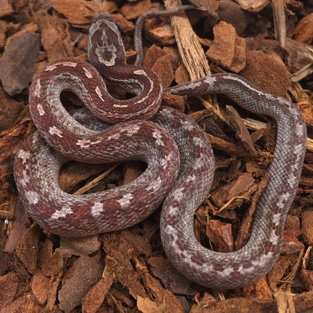 Bloodred Tessera Corn Snake