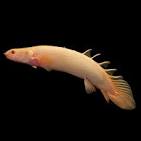 Albino Bichir 3"