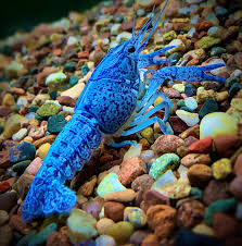 Electric Blue Cray Fish 2-3"