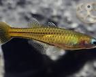 Pseudomugil Gertruade ML