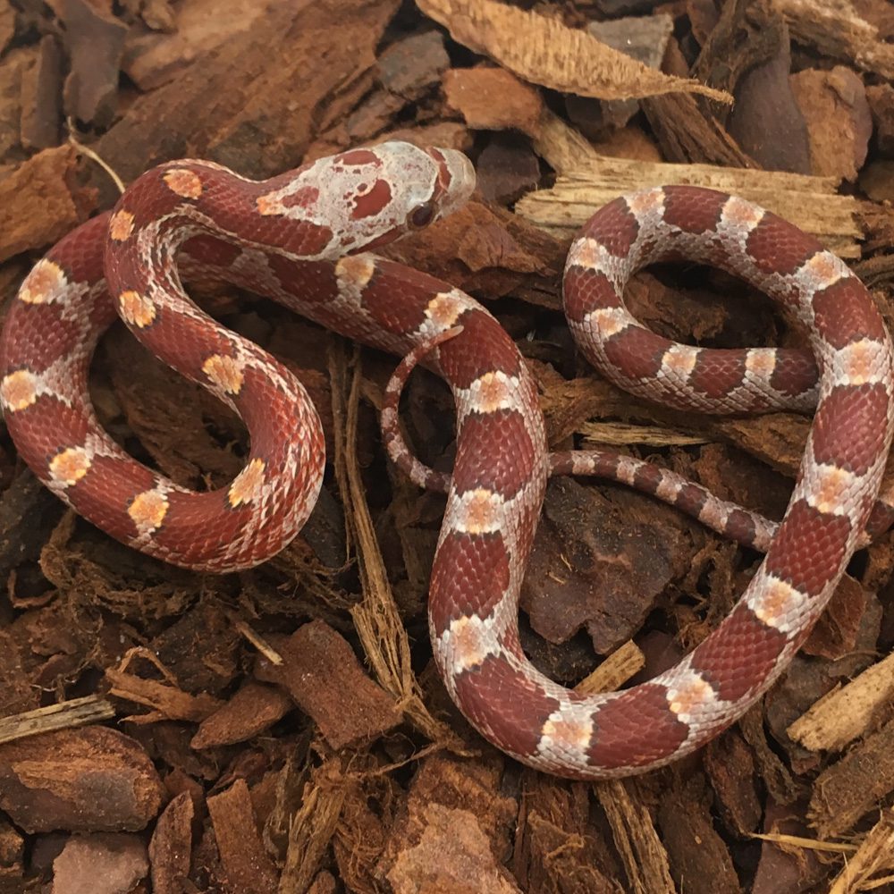 Hypo Bloodred Corn Snake