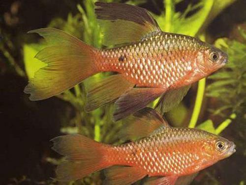 LONG FIN NEON ROSY BARB L-XL