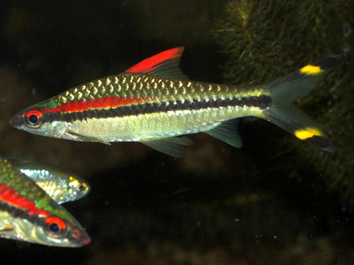 Red Line Torpedo Barb 2"