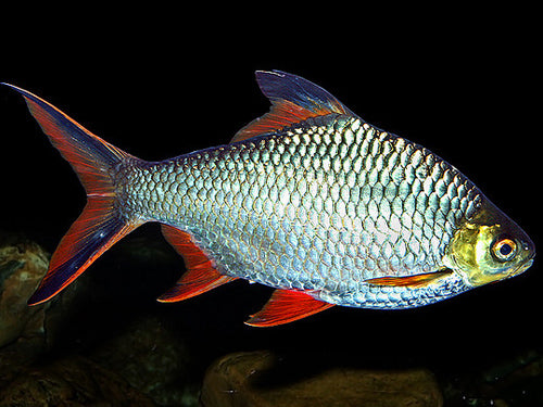 RED TAIL TINFOIL BARB 3"