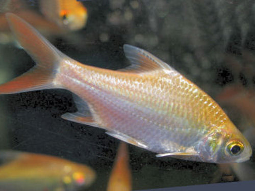 ALBINO RED TAIL TINFOIL BARB 2.5"
