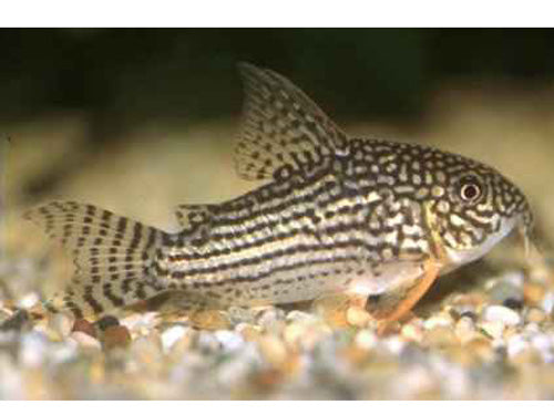 Corydoras Sterbai
