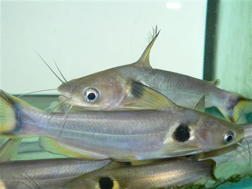 ASIAN GOLDEN SUN CAT 3"