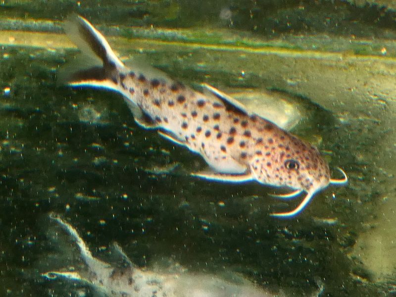 Synodontis Petricola