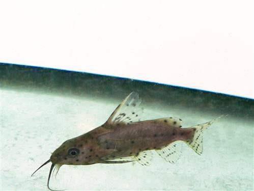 UPSIDE DOWN CATFISH M