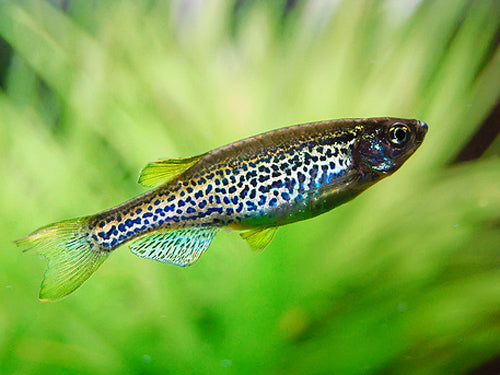 LEOPARD DANIO L