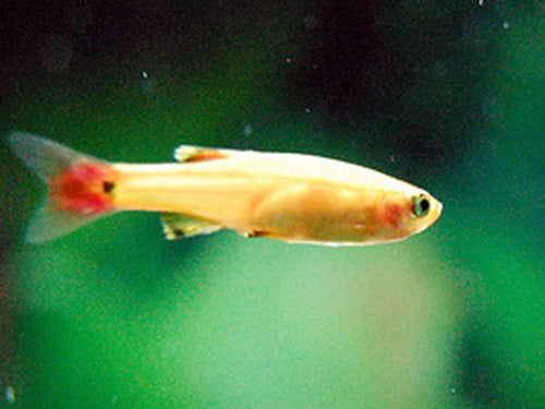 GOLD WHITE CLOUD MOUNTAIN MINNOW XL