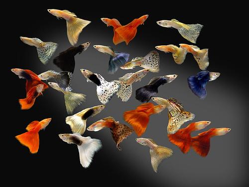 Assorted Male Guppy XL