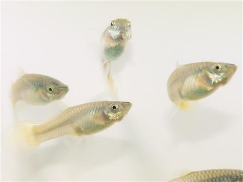 Yellow Female Guppy
