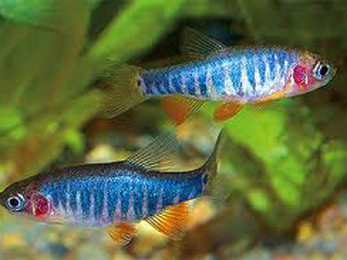EMERALD DWARF RASBORA M