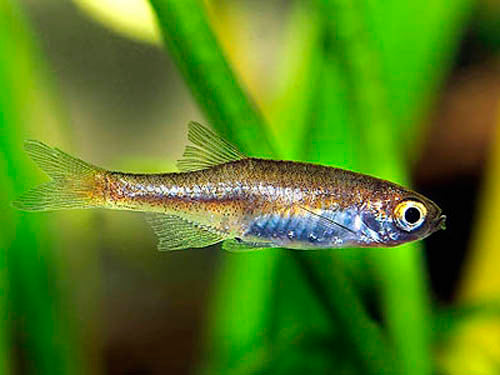 RED DWARF RASBORA ML