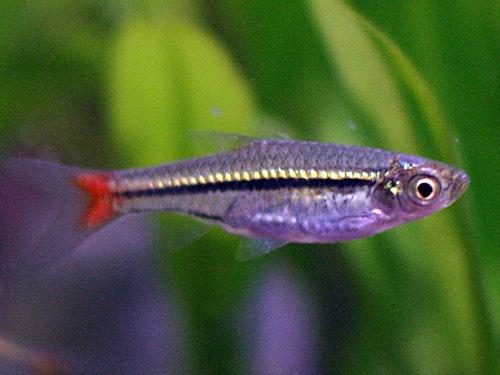 RED TAIL RASBORA ML