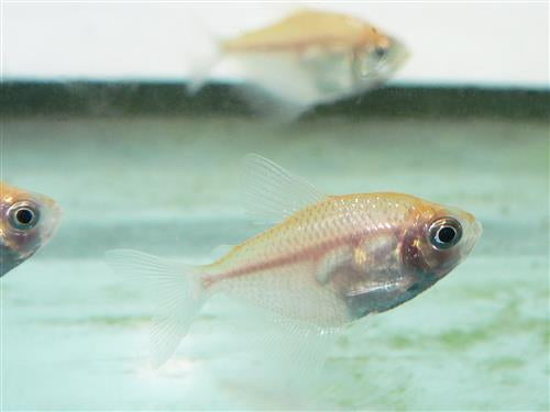 Golden Widow Tetra L