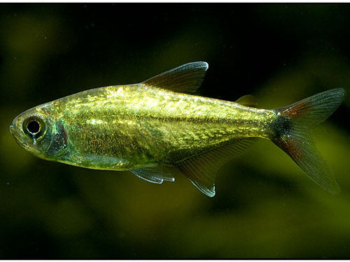Gold Tetra L