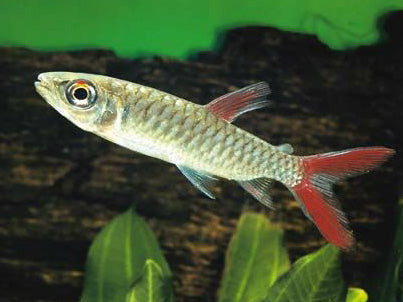 RED TAIL CHALCEUS 2.5"