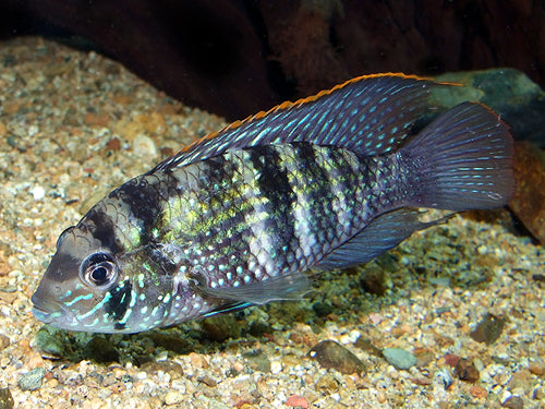 BLUE ACARA M
