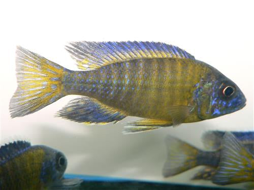 BLUE NEON PEACOCK 3"