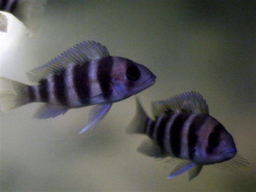 CYPHOTILAPIA FRONTOSA S