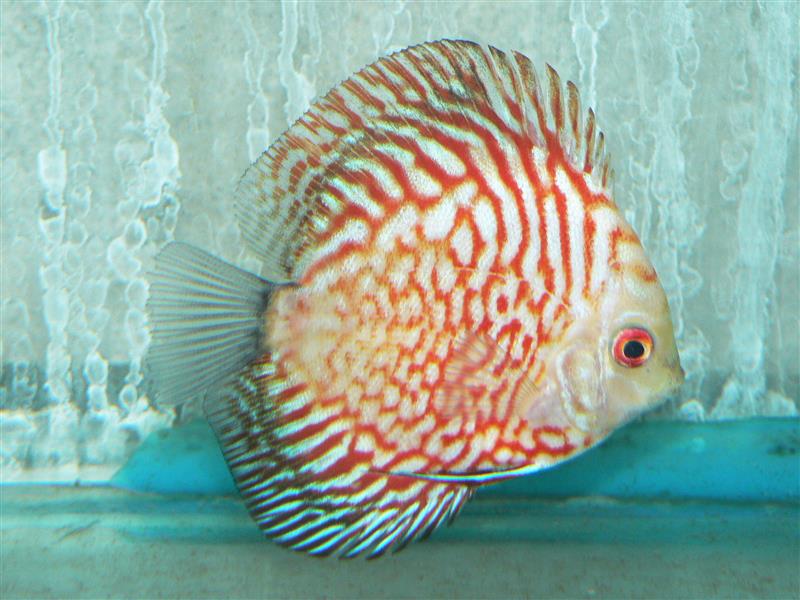 RED STONE PIGEON BLOOD DISCUS 3.5-4"