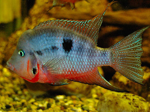 FIREMOUTH M