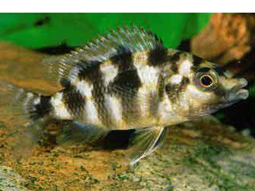HAPLOCHROMIS MILOMO 2"