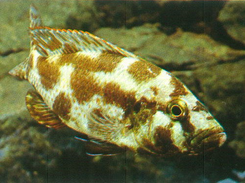 HAPLOCHROMIS LIVINGSTONI 3"