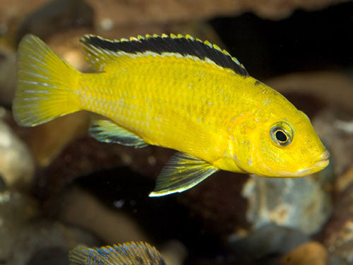 LABIDOCHROMIS CAERULEUS 3"
