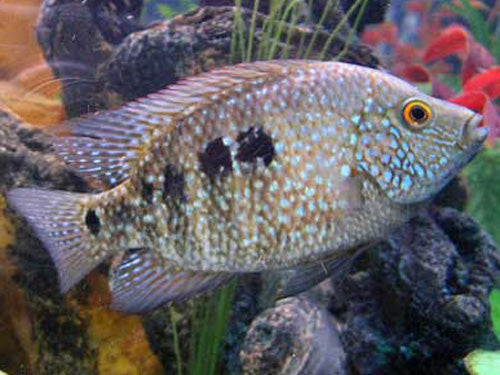 TEXAS BLUE CICHLID ML