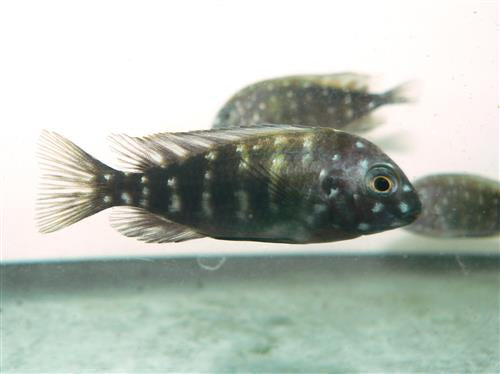 TROPHEUS lKOLA KAISER SM