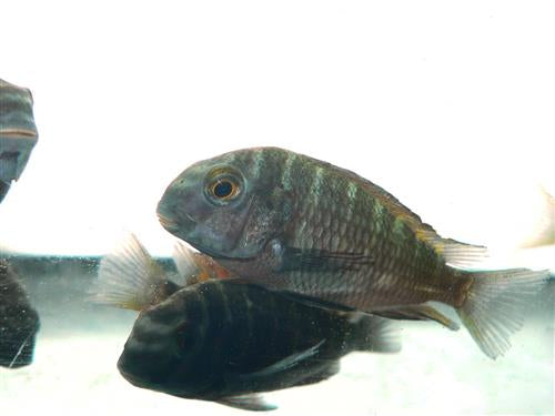 TROPHEUS FIRECRACKER 1.5"