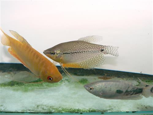 ASSORTED GOURAMI XL