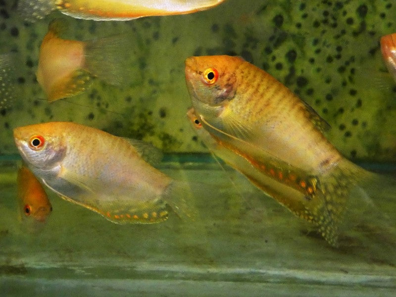 Gold Gourami XL