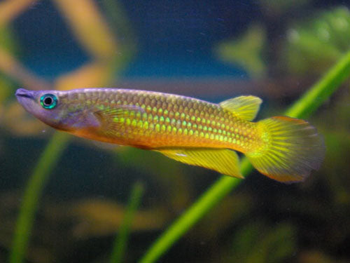 GOLDEN WONDER PANCHAX L