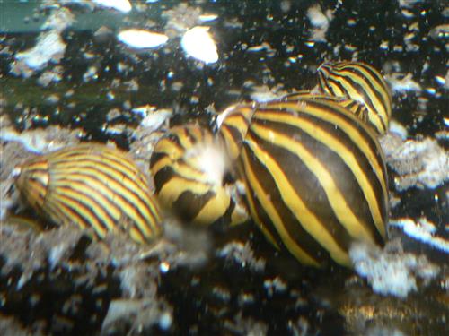 ZEBRA DWARF SNAIL M
