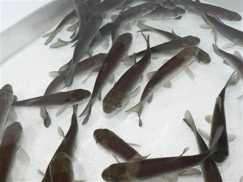 GREEN GRASS CARP 3-4"