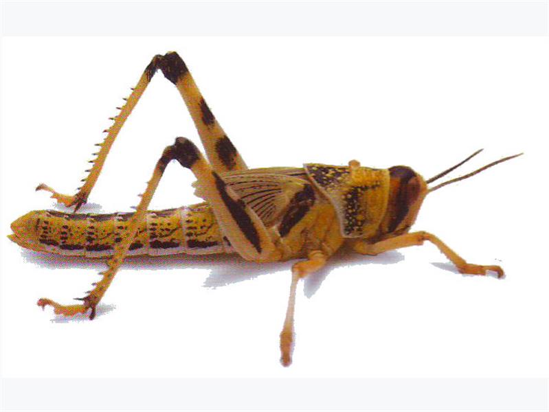 Locust Extra Large