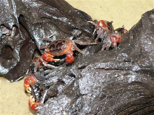 RED CRAB