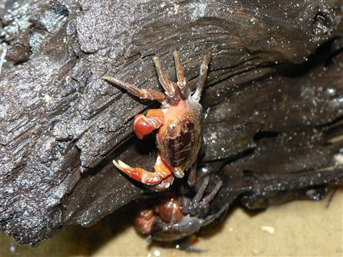 RED CRAB